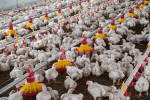 fresh chicken