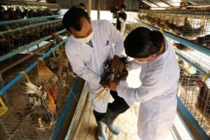 Wholesale Chicken Distributors