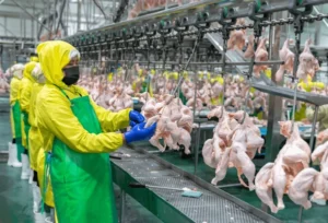 Buy Fresh Chicken Online
